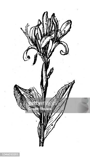 antike illustration: heliconia bihai (roter palulu) - heliconia stock-grafiken, -clipart, -cartoons und -symbole