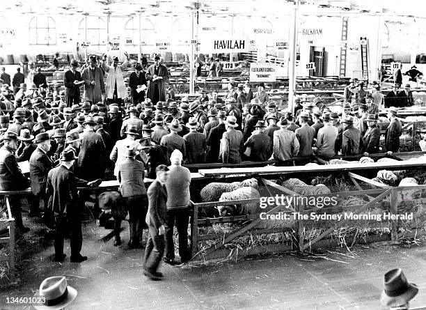 Farmers and graziers at the ram sales at Pyrmont wharves on 24 June 1935