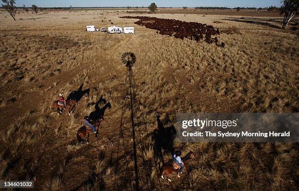 Janelle Little, left, and her daughters Tanielle centre and Sharna right drive cattle past their camp back to the Gwydir Highway for a days' feeding,...