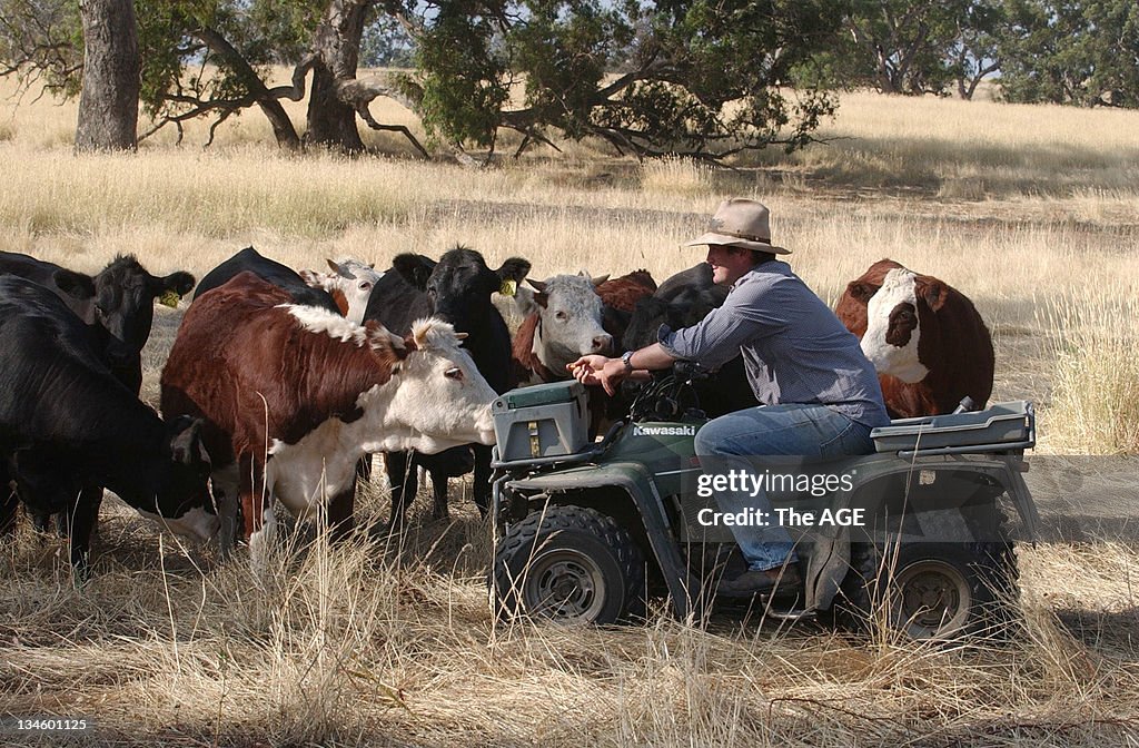 Kyneton beef producer Duncan Barber has fitted electronic tags to his cattle. Taken 25 January 2
