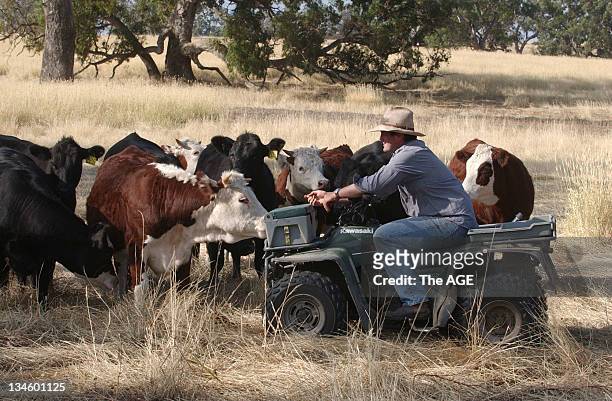 Kyneton beef producer Duncan Barber has fitted electronic tags to his cattle. Taken 25 January 2004.