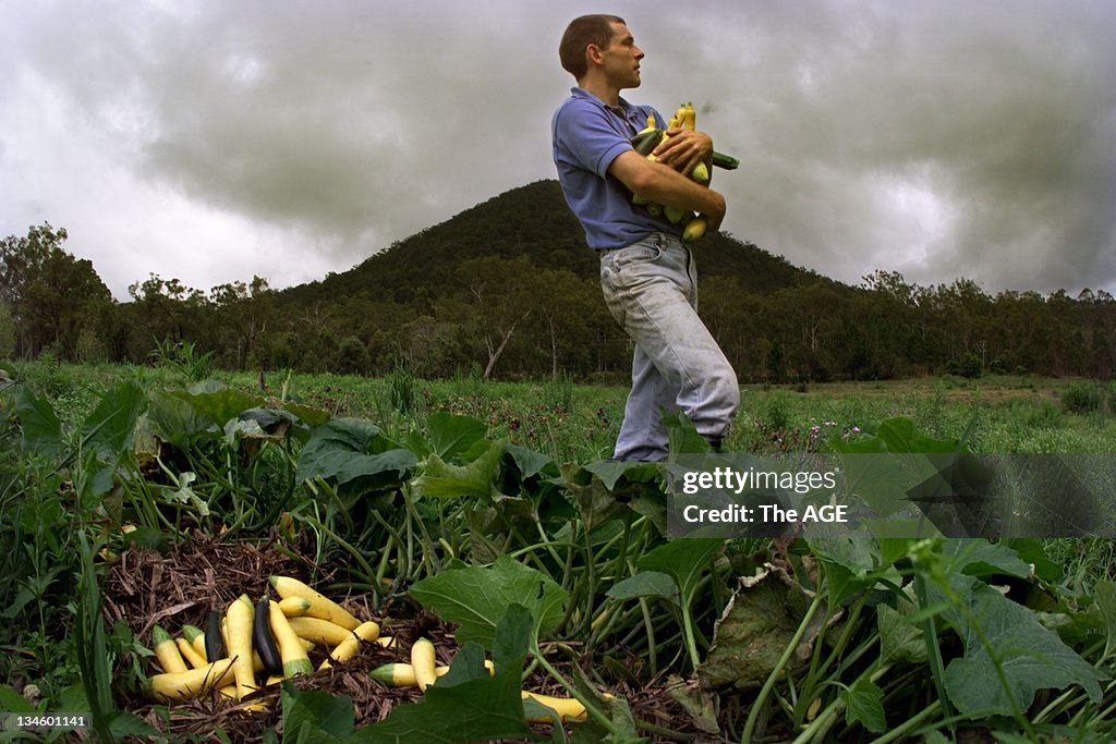 Organic farmer Andrew Monk harvesting some zucchini on his property, Brisbane, 15 October 1999.