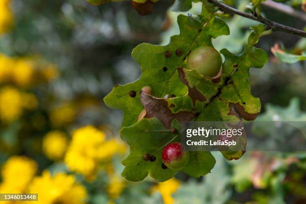 gauls on oak leaves, close-up photo - gal stockfoto's en -beelden