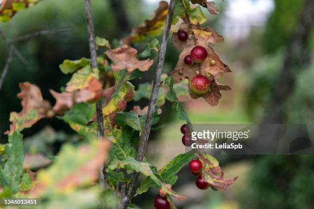 gauls on oak leaves, close-up photo - tree man syndrome stock-fotos und bilder