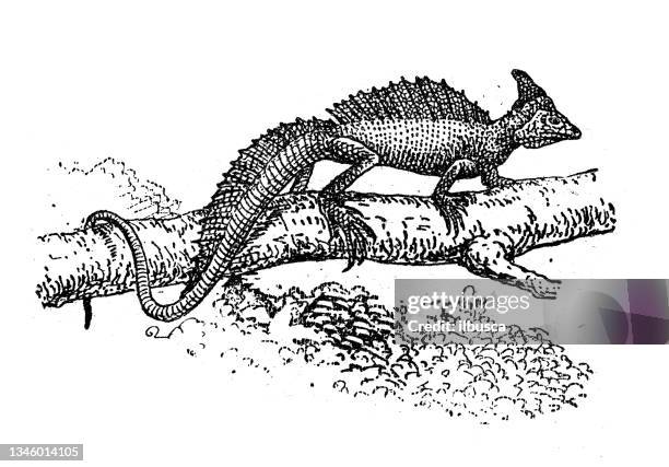 antike illustration: basilisk - basilisk stock-grafiken, -clipart, -cartoons und -symbole