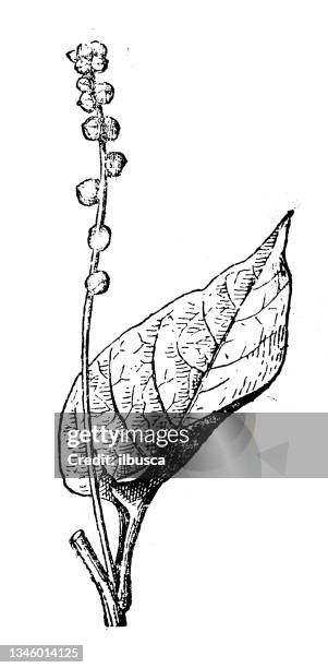 antique illustration: basella alba, malabar spinach - spinach stock illustrations