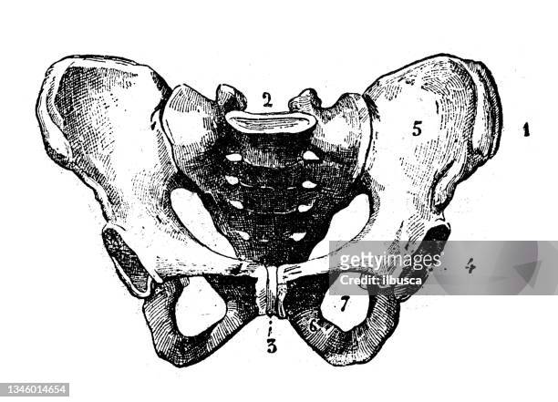 antike illustration: hüftknochen - hip bone stock-grafiken, -clipart, -cartoons und -symbole