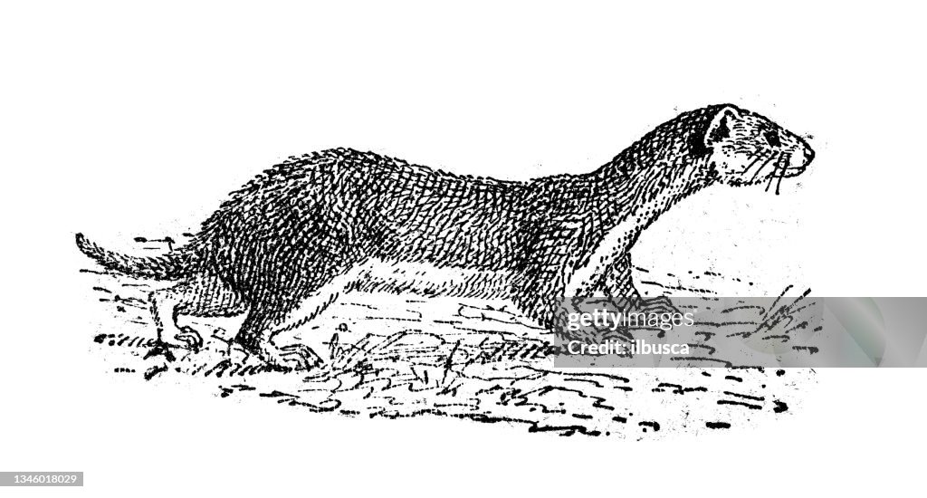 Antique illustration: Least weasel