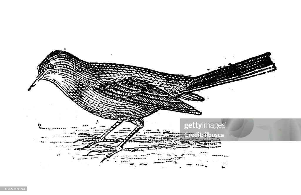 Antique illustration: white wagtail (Motacilla alba)