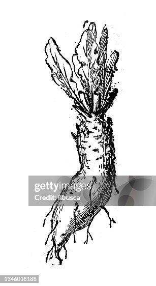 Antique illustration: Beetroot Antique illustration: Beetroot
