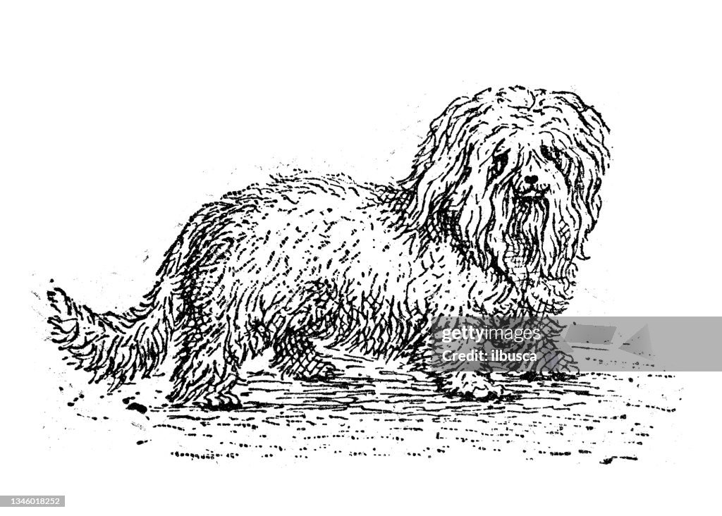 Antique illustration: Bichon dog