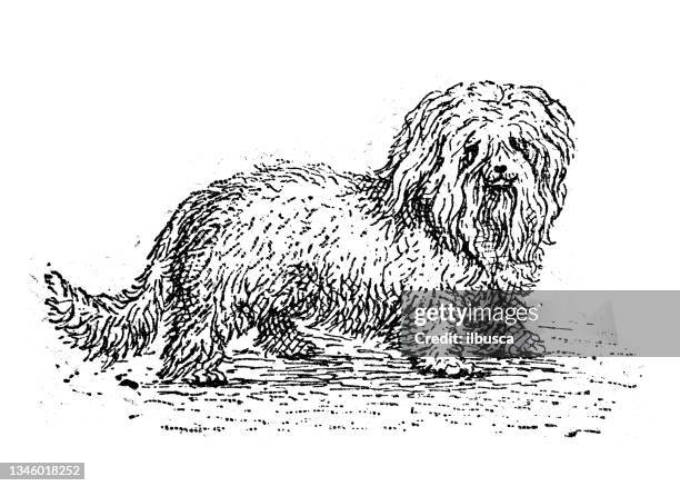 Antique Illustration Bichon Dog High-Res Vector Graphic