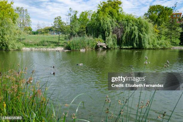 ducks relaxing in a pond - pond stock pictures, royalty-free photos & images