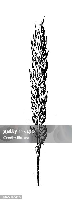 Antique illustration: Wheat Antique illustration: Wheat