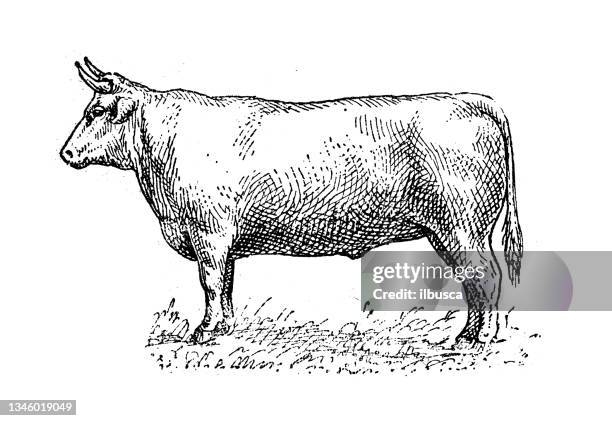 ilustraciones, imágenes clip art, dibujos animados e iconos de stock de ilustración antigua: buey - carne de vaca