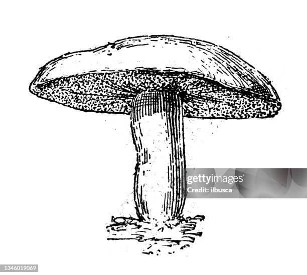 illustrations, cliparts, dessins animés et icônes de illustration ancienne : champignon - bolet