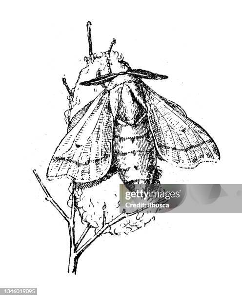 antique illustration: bombyx mori, silk moth - silkworm stock illustrations