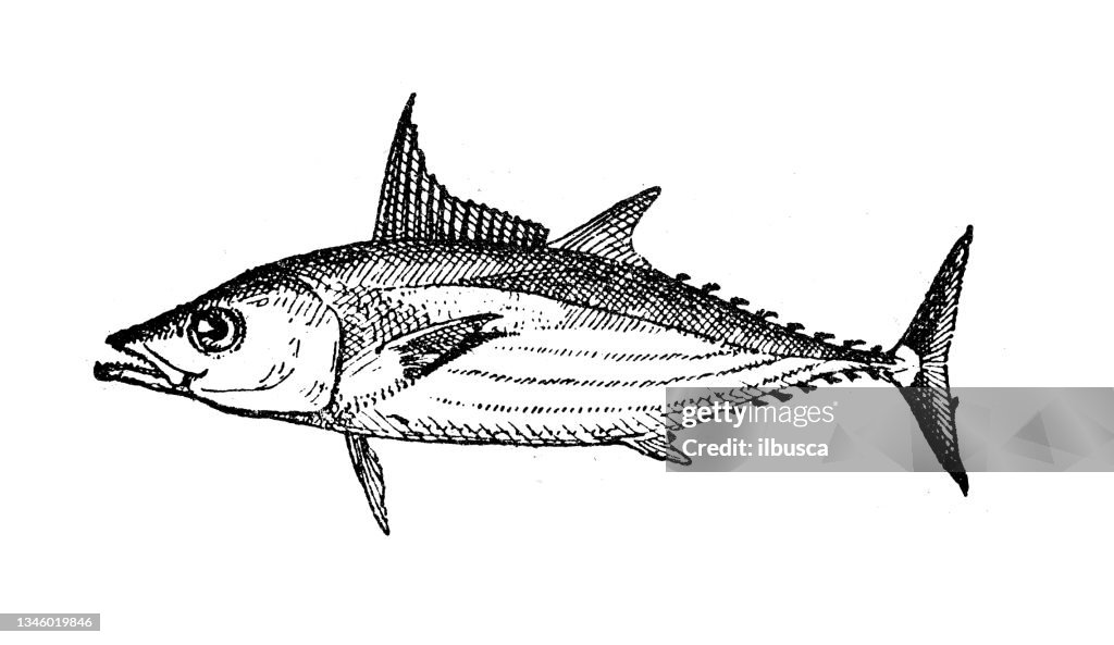 Antique illustration: Bonito