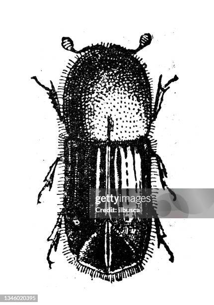 antique illustration: european spruce bark beetle (ips typographus) - spruce stock illustrations