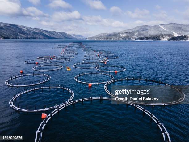 angeln. luftaufnahme über kajakfahrer in einer großen fischfarm mit vielen fischgehegen. - aquakultur stock-fotos und bilder