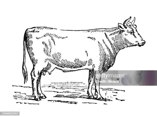 illustrations, cliparts, dessins animés et icônes de illustration ancienne : bovins - objet gravé