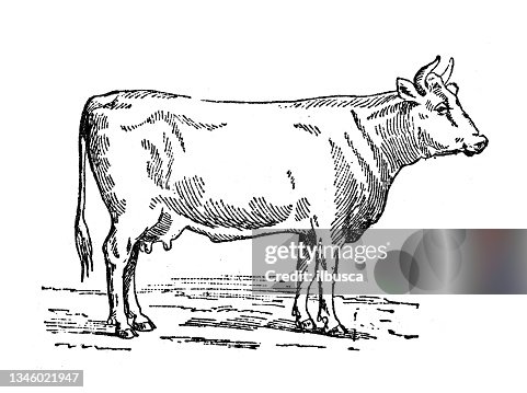 Antique illustration: Cattle Antique illustration: Cattle