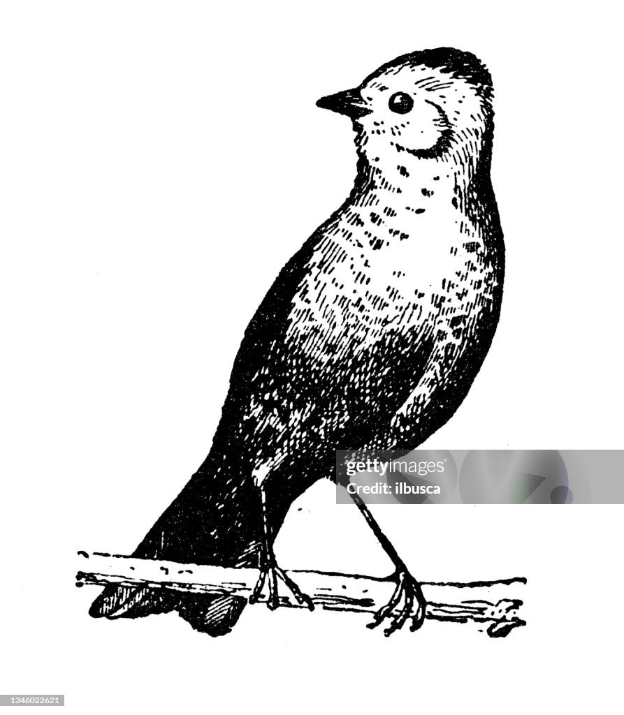 Antique illustration: Bunting, Emberiza