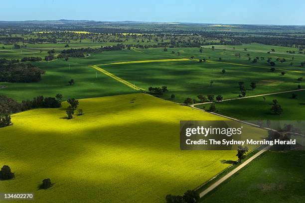 Canola fields scatter the landscape around Wagga Wagga, NSW.