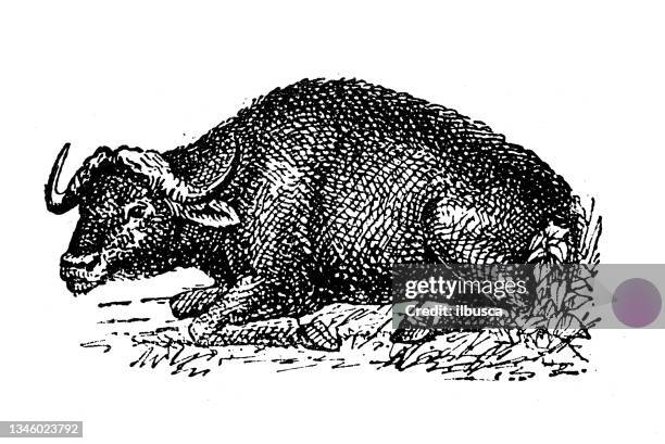 illustrazioni stock, clip art, cartoni animati e icone di tendenza di illustrazione antica: buffalo - bufalo indiano