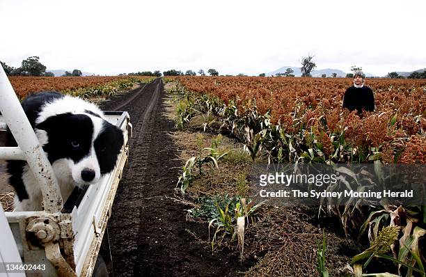 Rosemary Nankivell amongst her crop of Sorghum. Her property is located in a soil-rich agricultural area of the Liverpool Plains, south of Gunnedah...
