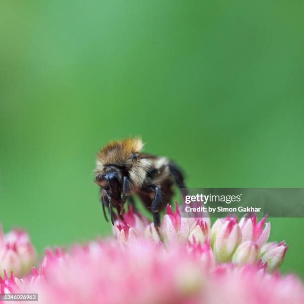 close up of a bumble bee on an ice plant - buzzing hair stock pictures, royalty-free photos & images
