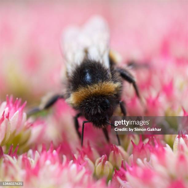 close up of a bumble bee on an ice plant - buzzing hair stock pictures, royalty-free photos & images