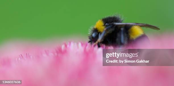 close up of a bumble bee on an ice plant - buzzing hair stock pictures, royalty-free photos & images