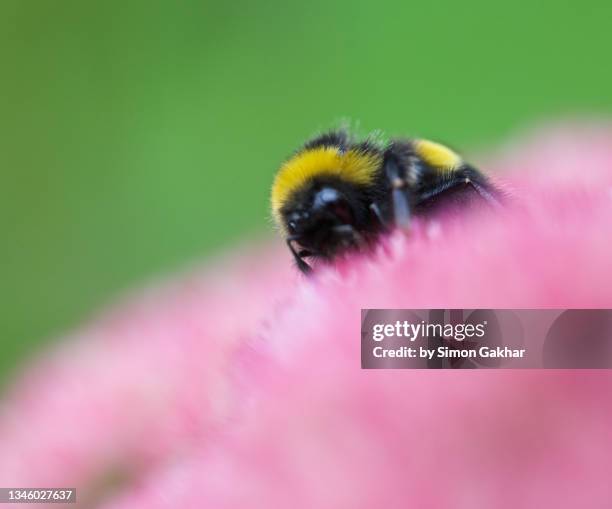 close up of a bumble bee on an ice plant - buzzing hair stock pictures, royalty-free photos & images