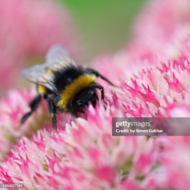 close up of a bumble bee on an ice plant - buzzing hair stock pictures, royalty-free photos & images