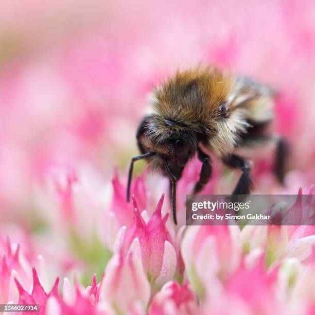 close up of a bumble bee on an ice plant - buzzing hair stock pictures, royalty-free photos & images