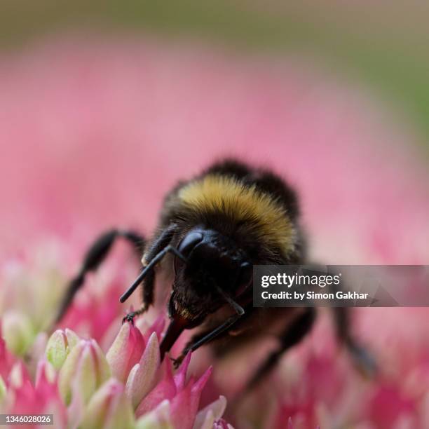 close up of a bumble bee on an ice plant - buzzing hair stock pictures, royalty-free photos & images