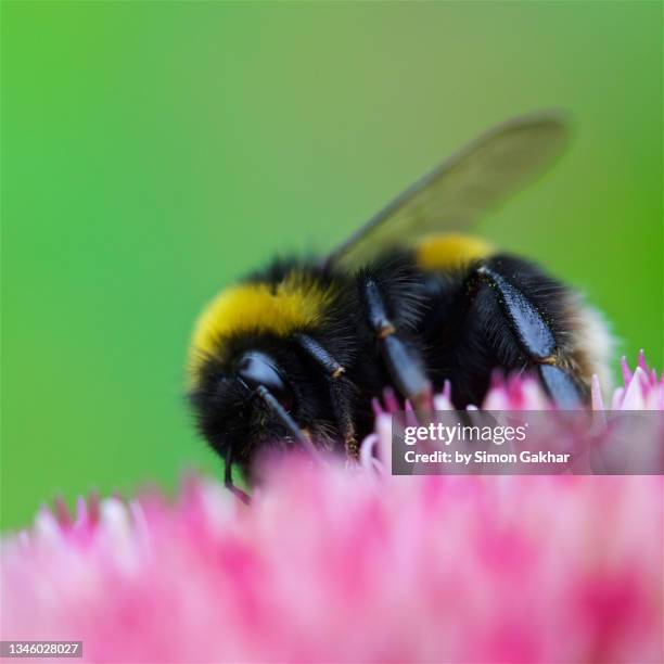 close up of a bumble bee on an ice plant - buzzing hair stock pictures, royalty-free photos & images
