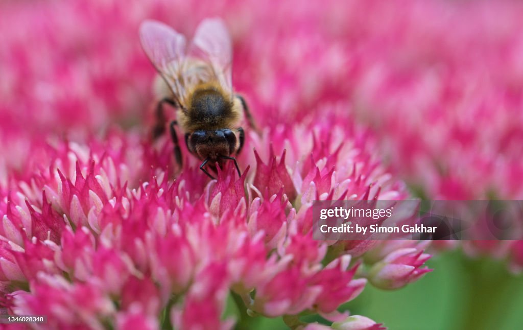 Close up of a Honey Bee on an Ice Plant