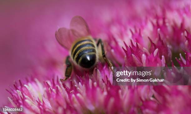 close up of a honey bee on an ice plant - 吻 ストックフォトと画像