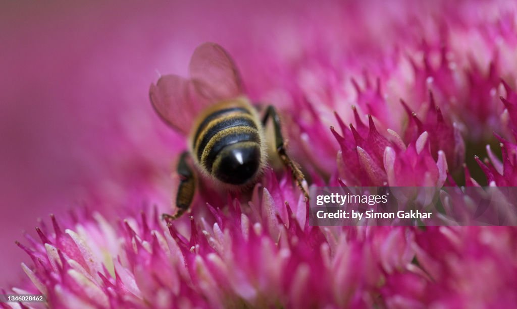 Close up of a Honey Bee on an Ice Plant