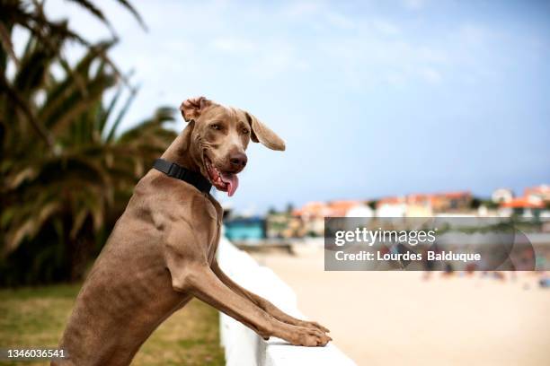 dog looking the beach - brown dog stock pictures, royalty-free photos & images