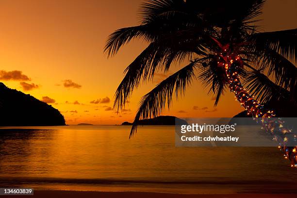 christmas lights on palm tree at the caribbean beach - christmas palm tree stock pictures, royalty-free photos & images