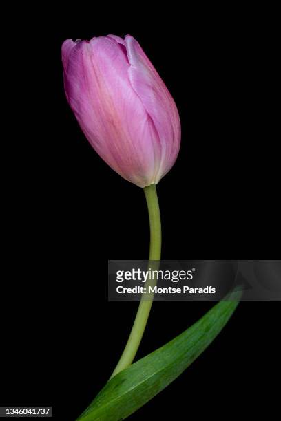 elegante tulipán rosa sobre fondo negro, tallo curvado - fondo negro stockfoto's en -beelden