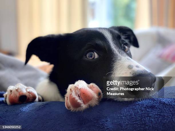 collie pup portrait. - border collie stock pictures, royalty-free photos & images