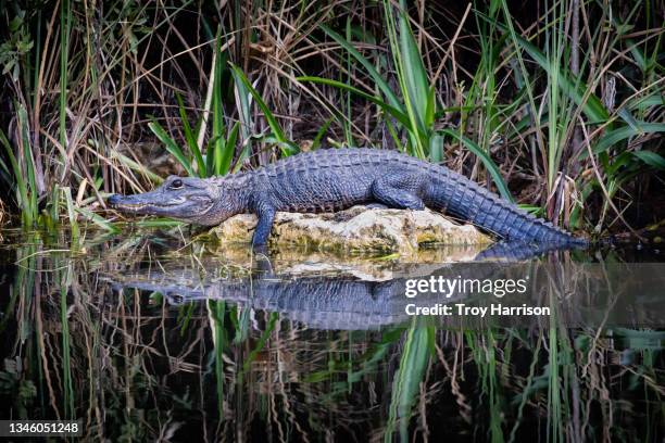 american alligator reflection - alligator swimming pool stock pictures, royalty-free photos & images
