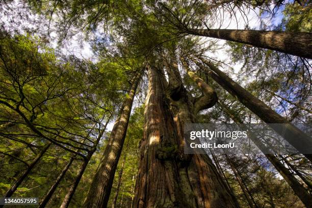 big cedar and kennedy falls trail en otoño, north vancouver, bc, canadá - cedar tree fotografías e imágenes de stock