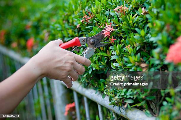 garden working - surgical scissors stock pictures, royalty-free photos & images