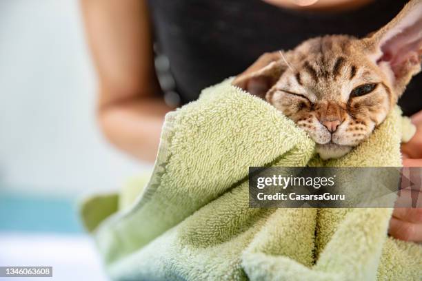 cute devon rex cat in bath towel - bath shower stock pictures, royalty-free photos & images