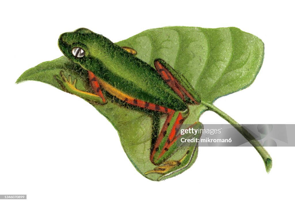 Old chromolithograph illustration of the northern orange-legged leaf frog or tiger-legged monkey frog (Pithecopus hypochondrialis)